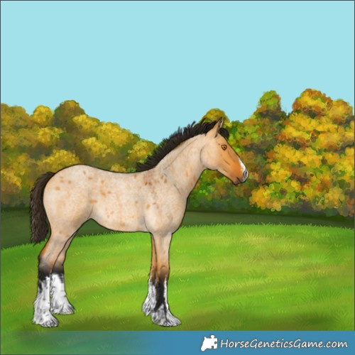 Horse Color:Gray White Spotted Buckskin Roan Dun 