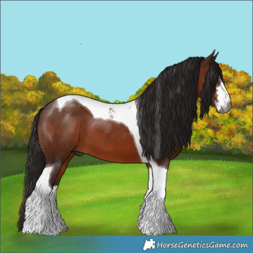 Horse Color:Gray White Spotted Bay Tobiano 