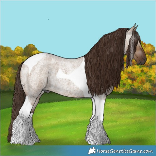 Horse Color:Gray Red Dun Roan Tobiano Rabicano 