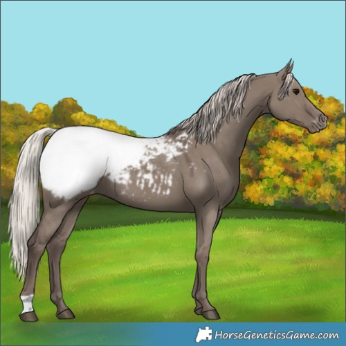 Horse Color:Silver Grullo Appaloosa 