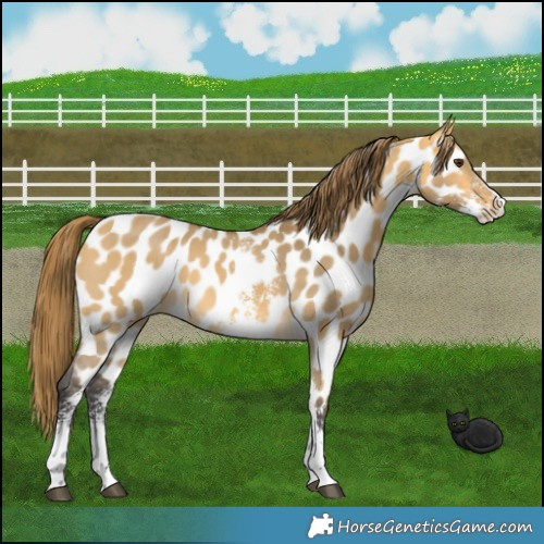 Horse Color:Buckskin Dun Sabino Near Leopard 