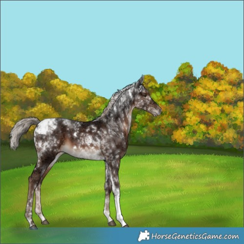 Horse Color:White Spotted Liver Chestnut Ice Tobiano 
