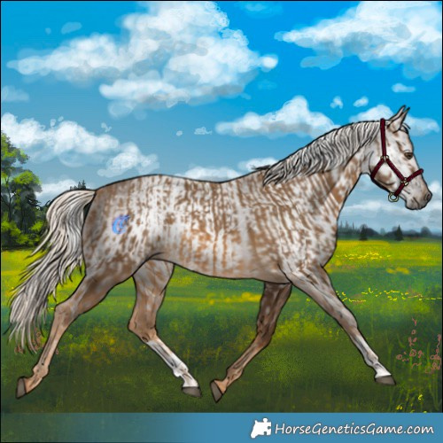 Horse Color:Chocolate Palomino  and Gray Chocolate Palomino 