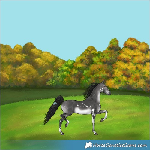 Horse Color:Gray Platinum White Spotted Buckskin Dun Tobiano