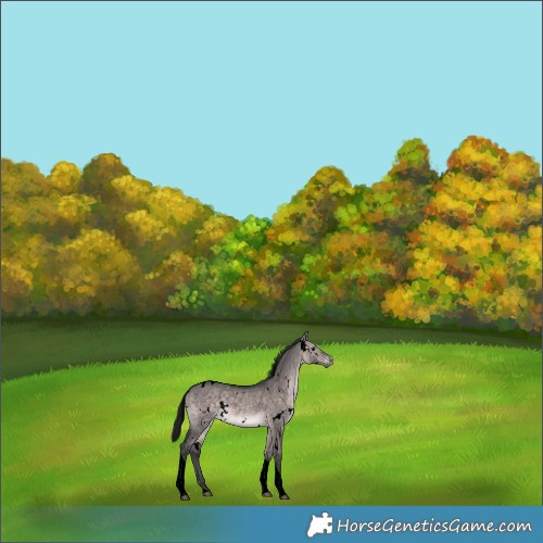 Horse Color:Void Platinum White Spotted Brown Dun Tobiano Rabicano 
