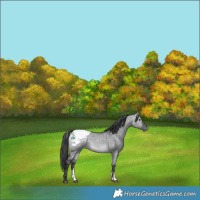 Horse Color:Platinum Buckskin Dun Sabino Snowcap 