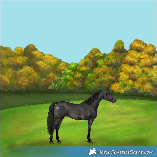 Horse Color:Gray Void Platinum Brown Dun Sabino Tobiano Appaloosa 