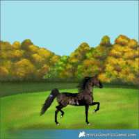 Horse Color:Gray Void Brown Dun Sabino Tobiano Snowflake Varnish