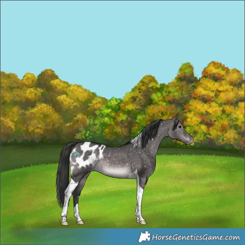 Horse Color:Platinum Brown Dun Tobiano Appaloosa 