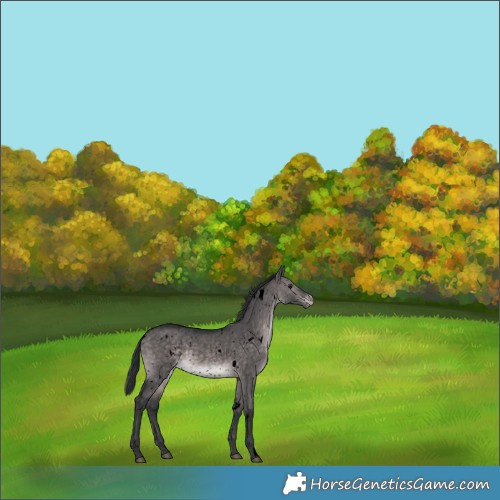 Horse Color:Void Platinum White Spotted Brown Dun Snowflake Varnish 