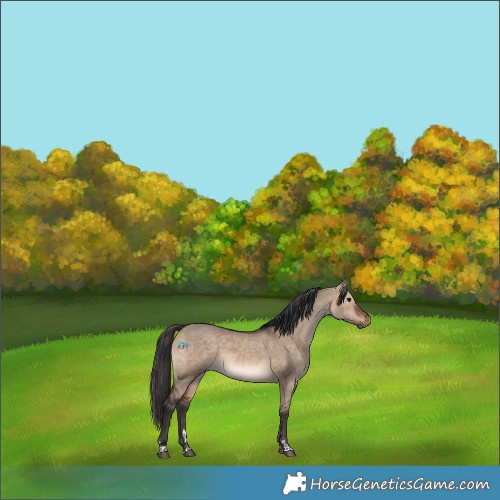 Horse Color:Bay Dun 