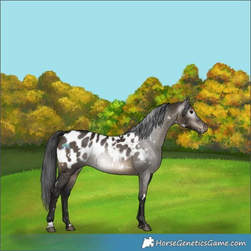 Horse Color:Gray White Spotted Brown Dun Appaloosa Rabicano 