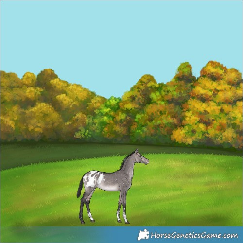 Horse Color:Platinum White Spotted Bay Dun Sabino Appaloosa 
