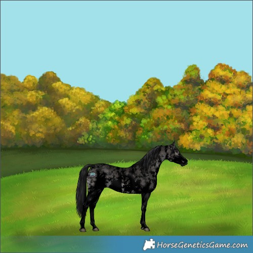Horse Color:Gray Void Platinum Bay Dun Sabino Appaloosa 