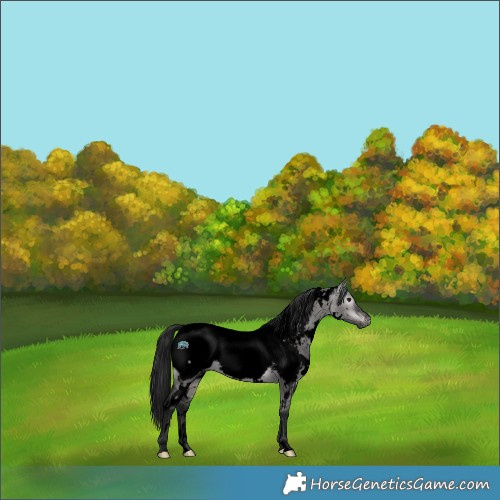 Horse Color:Gray Void Platinum White Spotted Brown Dun Appaloosa 
