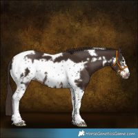 Horse Color:Liver Chestnut Tobiano Frame 