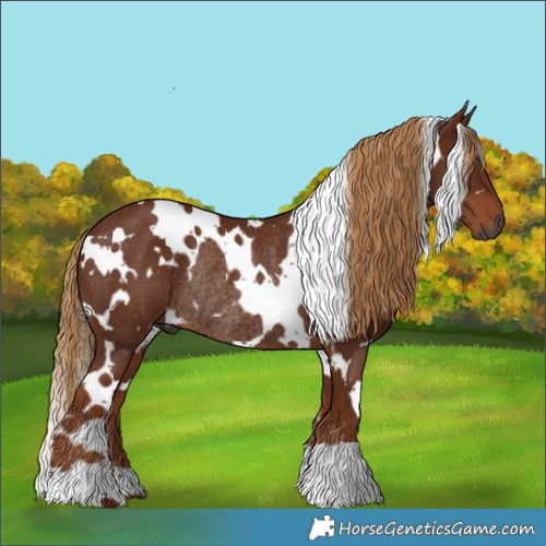 Horse Color:Gray White Spotted Chestnut Rabicano 