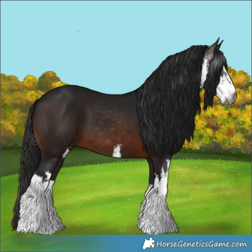 Horse Color:Gray White Spotted Bay 