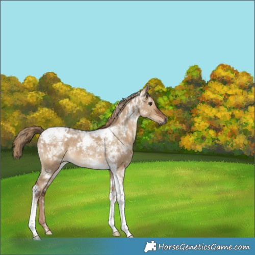 Horse Color:Gray White Spotted Liver Red Dun Tobiano Rabicano 