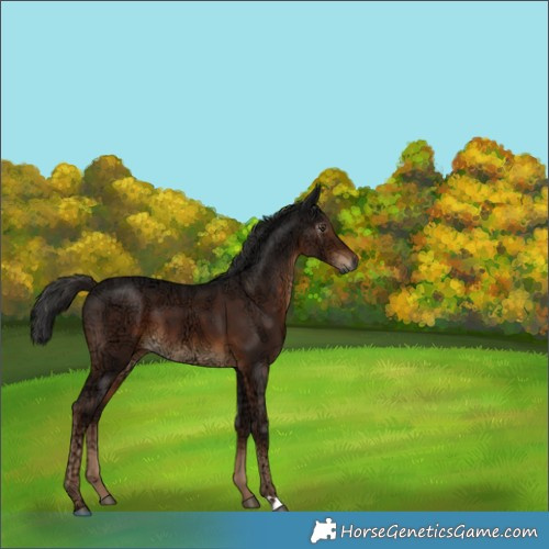 Horse Color:Gray Liver Chestnut Ice 