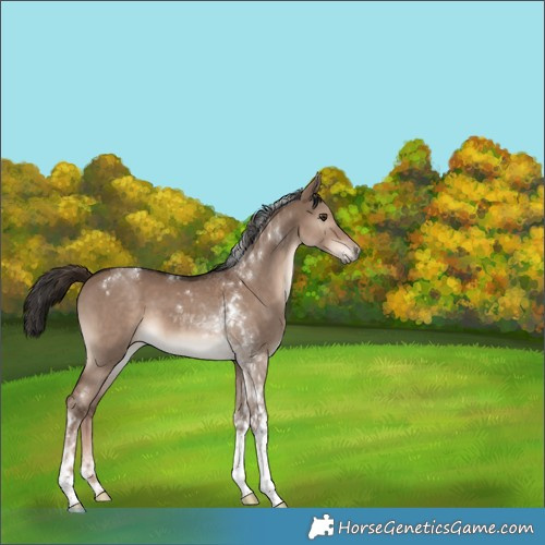 Horse Color:Liver Red Dun Tobiano 