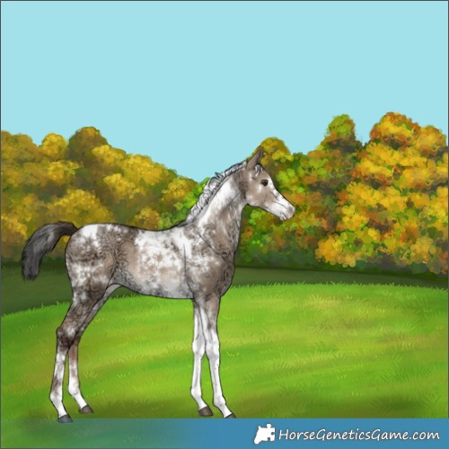 Horse Color:White Spotted Liver Red Dun Ice Splash Tobiano 