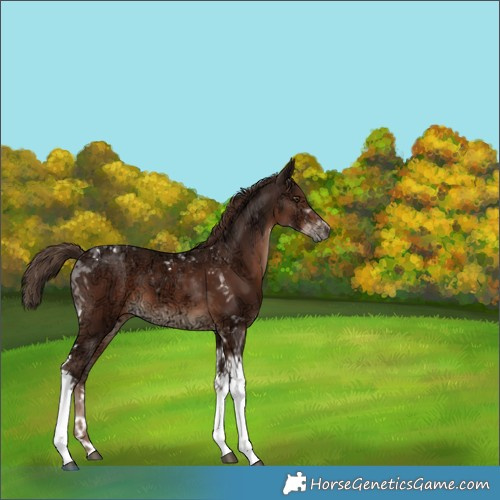 Horse Color:Liver Chestnut Ice Tobiano 