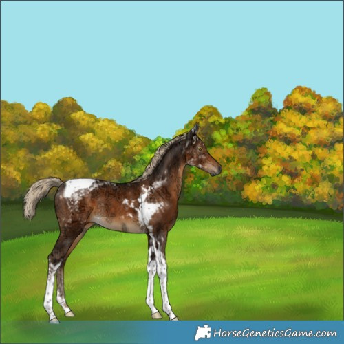 Horse Color:Gray Chocolate Palomino Ice Tobiano Rabicano 