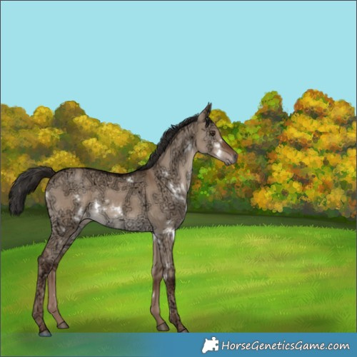 Horse Color:White Spotted Liver Red Dun Ice Rabicano 