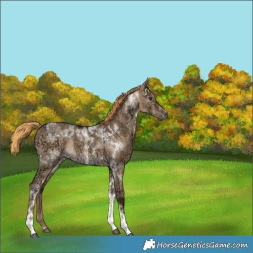 Horse Color:Gray Liver Red Dun Ice Tobiano Rabicano 
