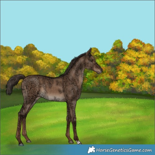 Horse Color:Liver Red Dun Ice Rabicano 