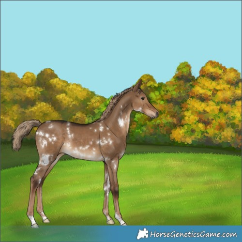 Horse Color:Gray White Spotted Liver Red Dun Rabicano 