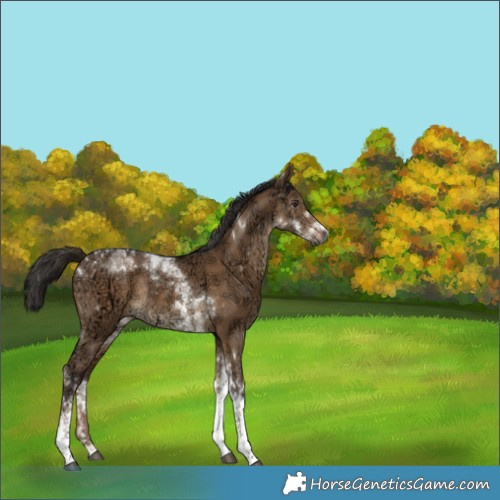 Horse Color:Gray Liver Red Dun Ice Tobiano Rabicano 