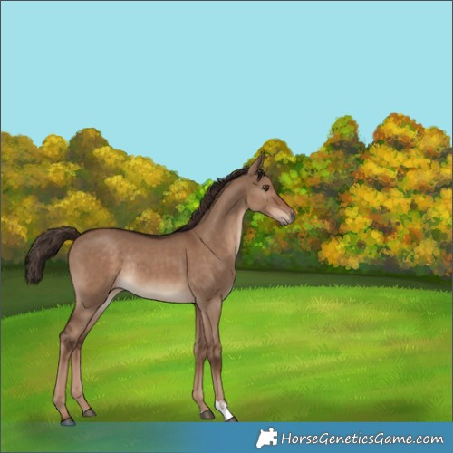 Horse Color:Liver Red Dun Rabicano 