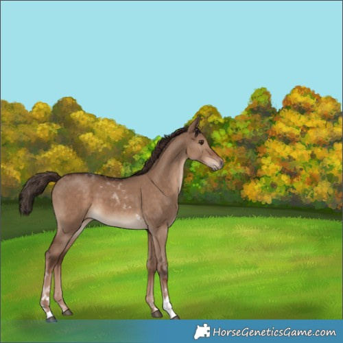 Horse Color:Liver Red Dun Tobiano Rabicano 