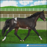 Horse Color:Brown Appaloosa 