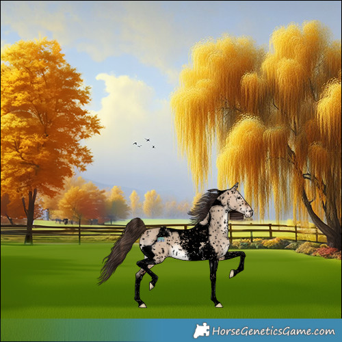 Horse Color:Void Bay Dun Tobiano Appaloosa 