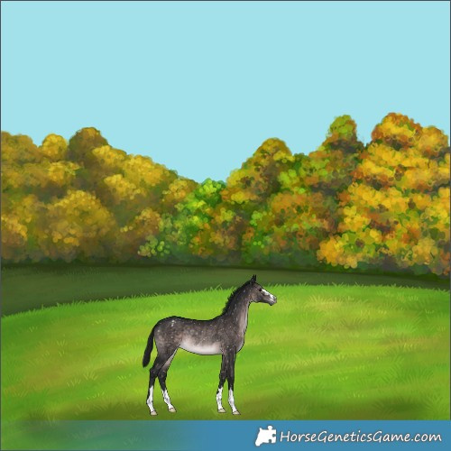 Horse Color:Gray Platinum Brown Appaloosa Rabicano 