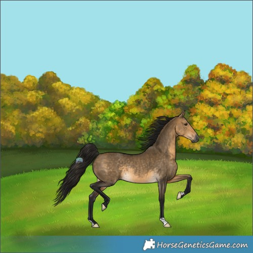 Horse Color:Gray Buckskin Dun Rabicano 