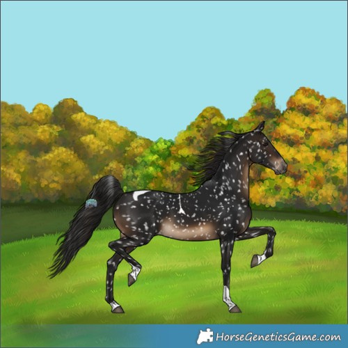 Horse Color:Gray Brown Tobiano Snowflake Varnish