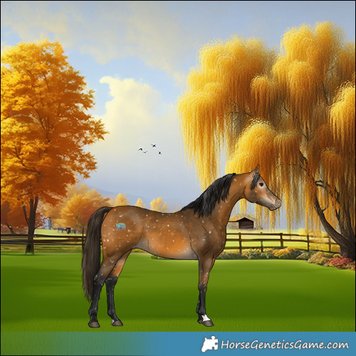 Horse Color:Gray Buckskin Snowflake Varnish