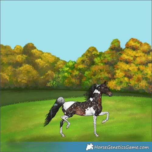 Horse Color:Gray Brown Tobiano Appaloosa Rabicano 