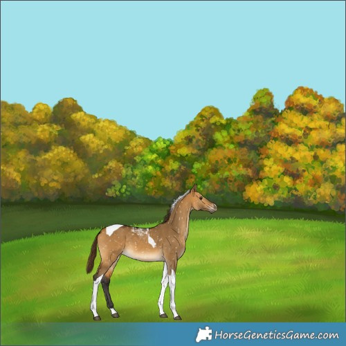 Horse Color:Gray Buckskin Dun Tobiano Appaloosa