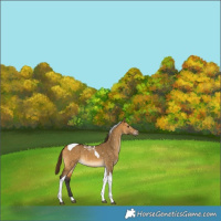 Horse Color:Gray Buckskin Dun Tobiano Snowflake Varnish 