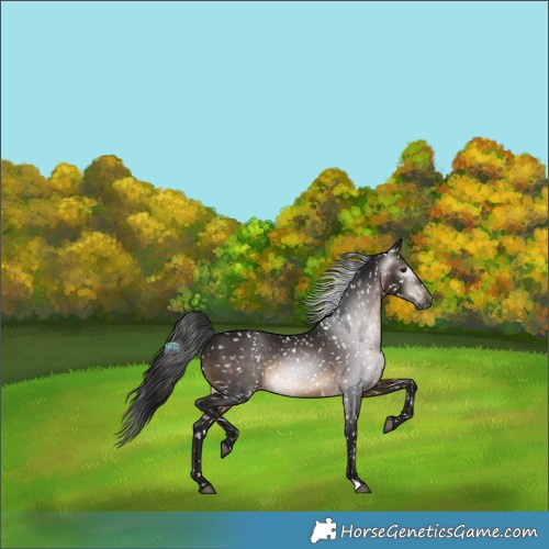 Horse Color:Gray Brown Appaloosa