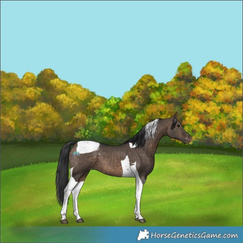 Horse Color:Brown Dun Tobiano Appaloosa 