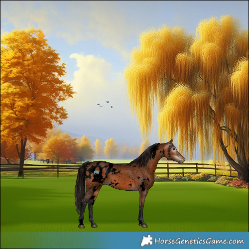 Horse Color:Gray Void White Spotted Bay Blanket Rabicano