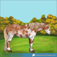 Horse Color:White Spotted Chestnut 