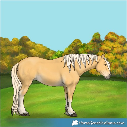 Horse Color:Palomino 