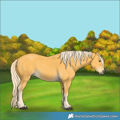 Horse Color:Palomino 